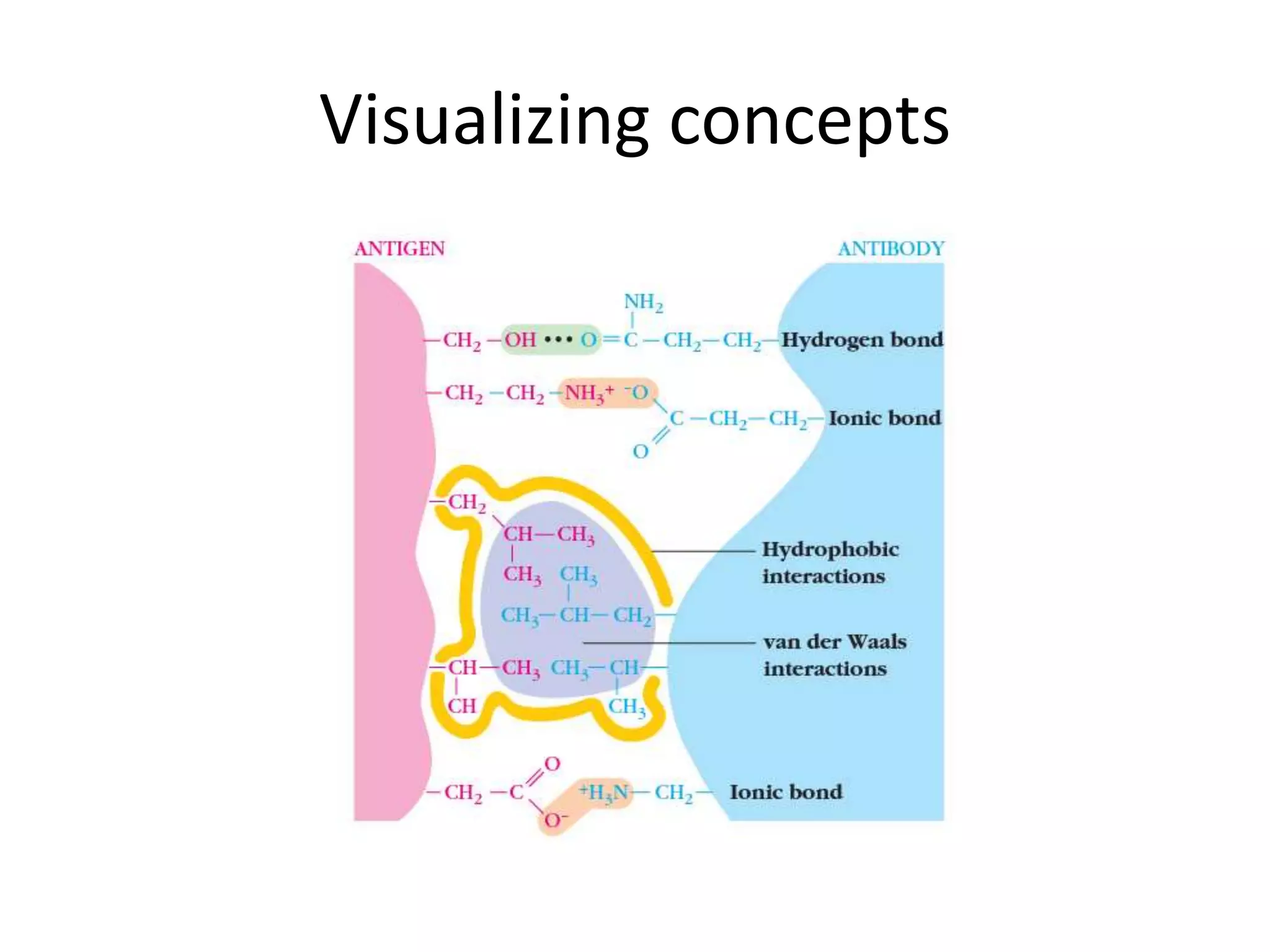 Antigen antibody interaction | PPTX