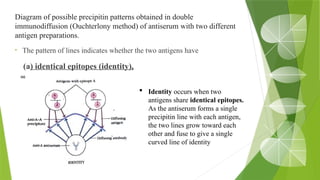 Diagram of possible precipitin patterns obtained in double
immunodiffusion (Ouchterlony method) of antiserum with two different
antigen preparations.
• The pattern of lines indicates whether the two antigens have
(a) identical epitopes (identity),
 Identity occurs when two
antigens share identical epitopes.
As the antiserum forms a single
precipitin line with each antigen,
the two lines grow toward each
other and fuse to give a single
curved line of identity
 
