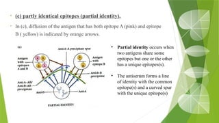 • (c) partly identical epitopes (partial identity).
• In (c), diffusion of the antigen that has both epitope A (pink) and epitope
B ( yellow) is indicated by orange arrows.
• Partial identity occurs when
two antigens share some
epitopes but one or the other
has a unique epitopes(s).
• The antiserum forms a line
of identity with the common
epitope(s) and a curved spur
with the unique epitope(s)
 