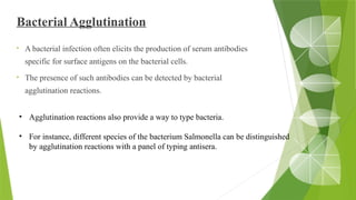 Bacterial Agglutination
• A bacterial infection often elicits the production of serum antibodies
specific for surface antigens on the bacterial cells.
• The presence of such antibodies can be detected by bacterial
agglutination reactions.
• Agglutination reactions also provide a way to type bacteria.
• For instance, different species of the bacterium Salmonella can be distinguished
by agglutination reactions with a panel of typing antisera.
 