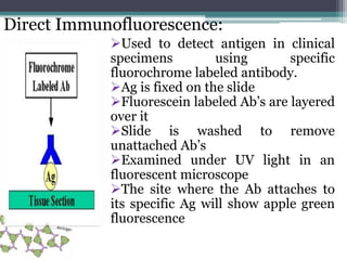 Direct Immunofluorescence: 
Used to detect antigen in clinical 
specimens using specific 
fluorochrome labeled antibody. 
Ag is fixed on the slide 
Fluorescein labeled Ab’s are layered 
over it 
Slide is washed to remove 
unattached Ab’s 
Examined under UV light in an 
fluorescent microscope 
The site where the Ab attaches to 
its specific Ag will show apple green 
fluorescence 
 
