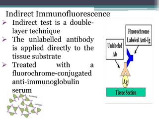 Indirect Immunofluorescence 
 Indirect test is a double-layer 
technique 
 The unlabelled antibody 
is applied directly to the 
tissue substrate 
 Treated with a 
fluorochrome-conjugated 
anti-immunoglobulin 
serum 
 