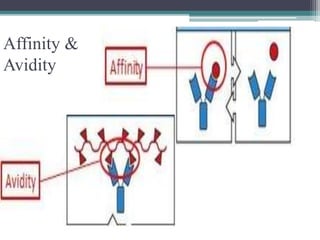 Affinity & 
Avidity 
 