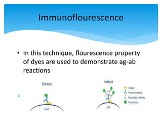 • In this technique, flourescence property
of dyes are used to demonstrate ag-ab
reactions
 Direct. Indirect
Immunoflourescence
 