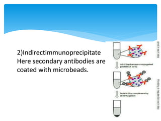 2)Indirectimmunoprecipitate
Here secondary antibodies are
coated with microbeads.
 