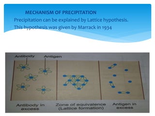 MECHANISM OF PRECIPITATION
 Precipitation can be explained by Lattice hypothesis.
 This hypothesis was given by Marrack in 1934
 