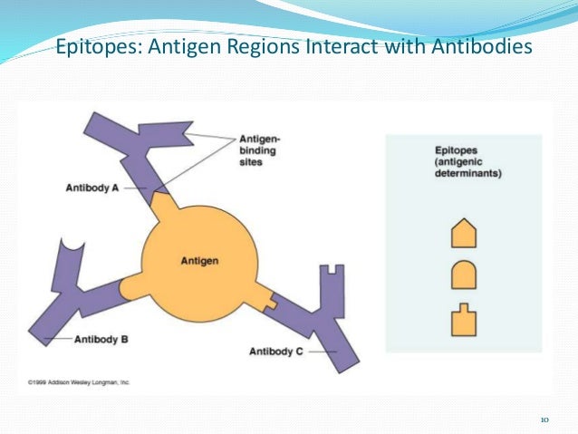 how many epitopes can an antigen have how many epitopes can an antigen have