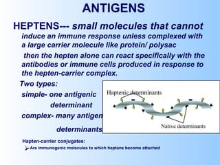 ANTIGENS
HEPTENS--- small molecules that cannot
induce an immune response unless complexed with
a large carrier molecule like protein/ polysac
then the hepten alone can react specifically with the
antibodies or immune cells produced in response to
the hepten-carrier complex.
Two types:
simple- one antigenic
determinant
complex- many antigenic
determinants
Native determinants
Haptenic determinants
Are immunogenic molecules to which heptans become attached
Hapten-carrier conjugates:
 
