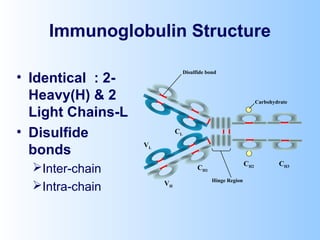 Immunoglobulin Structure
• Identical : 2-
Heavy(H) & 2
Light Chains-L
• Disulfide
bonds
Inter-chain
Intra-chain
CH1
VL
CL
VH
CH2 CH3
Hinge Region
Carbohydrate
Disulfide bond
 