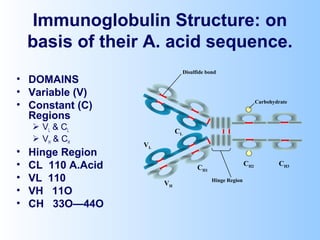 Immunoglobulin Structure: on
basis of their A. acid sequence.
• DOMAINS
• Variable (V)
• Constant (C)
Regions
 VL & CL
 VH & CH
• Hinge Region
• CL 110 A.Acid
• VL 110
• VH 11O
• CH 33O—44O
CH1
VL
CL
VH
CH2 CH3
Hinge Region
Carbohydrate
Disulfide bond
 