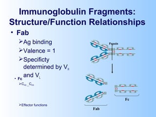 Immunoglobulin Fragments:
Structure/Function Relationships
• Fab
Ag binding
Valence = 1
Specificty
determined by VH
and VL
Papain
Fc
Fab
• Fc
CH2 __CH3
Effector functions
 