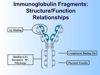 Immunoglobulin Fragments:
Structure/Function
Relationships
Ag Binding
Complement Binding Site
Placental Transfer
Binding to Fc
Receptors- M*,
Polymorps
 