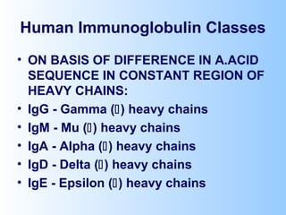 Human Immunoglobulin Classes
• ON BASIS OF DIFFERENCE IN A.ACID
SEQUENCE IN CONSTANT REGION OF
HEAVY CHAINS:
• IgG - Gamma () heavy chains
• IgM - Mu () heavy chains
• IgA - Alpha () heavy chains
• IgD - Delta () heavy chains
• IgE - Epsilon () heavy chains
 