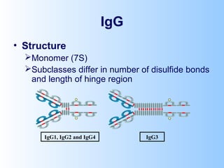 IgG
• Structure
Monomer (7S)
Subclasses differ in number of disulfide bonds
and length of hinge region
IgG1, IgG2 and IgG4 IgG3
 