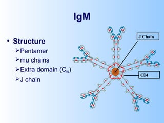 IgM
• Structure
Pentamer
mu chains
Extra domain (CH4)
J chain
C4
J Chain
 
