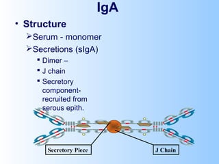 IgA
• Structure
Serum - monomer
Secretions (sIgA)
 Dimer –
 J chain
 Secretory
component-
recruited from
serous epith.
J ChainSecretory Piece
 
