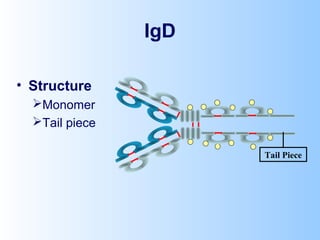 IgD
• Structure
Monomer
Tail piece
Tail Piece
 