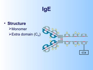 IgE
• Structure
Monomer
Extra domain (CH4)
C4
 