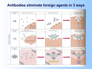 Antibodies eliminate foreign agents in 3 ways
 