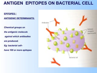 ANTIGEN EPITOPES ON BACTERIAL CELL
EPITOPES /
ANTIGENIC DETERMINANTS:
Chemical groups on
the antigenic molecule
against which antibodies
are produced.
Eg: bacterial cell–
have 100 or more epitopes
 