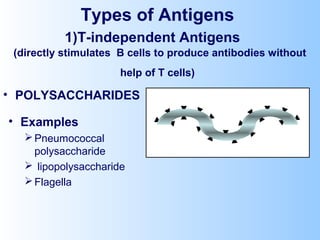 Types of Antigens
1)T-independent Antigens
(directly stimulates B cells to produce antibodies without
help of T cells)
• POLYSACCHARIDES
• Examples
Pneumococcal
polysaccharide
 lipopolysaccharide
Flagella
 