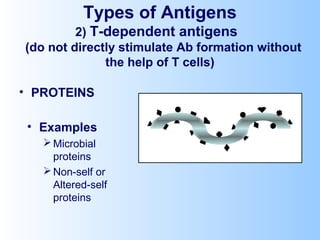 Types of Antigens
2) T-dependent antigens
(do not directly stimulate Ab formation without
the help of T cells)
• PROTEINS
• Examples
Microbial
proteins
Non-self or
Altered-self
proteins
 