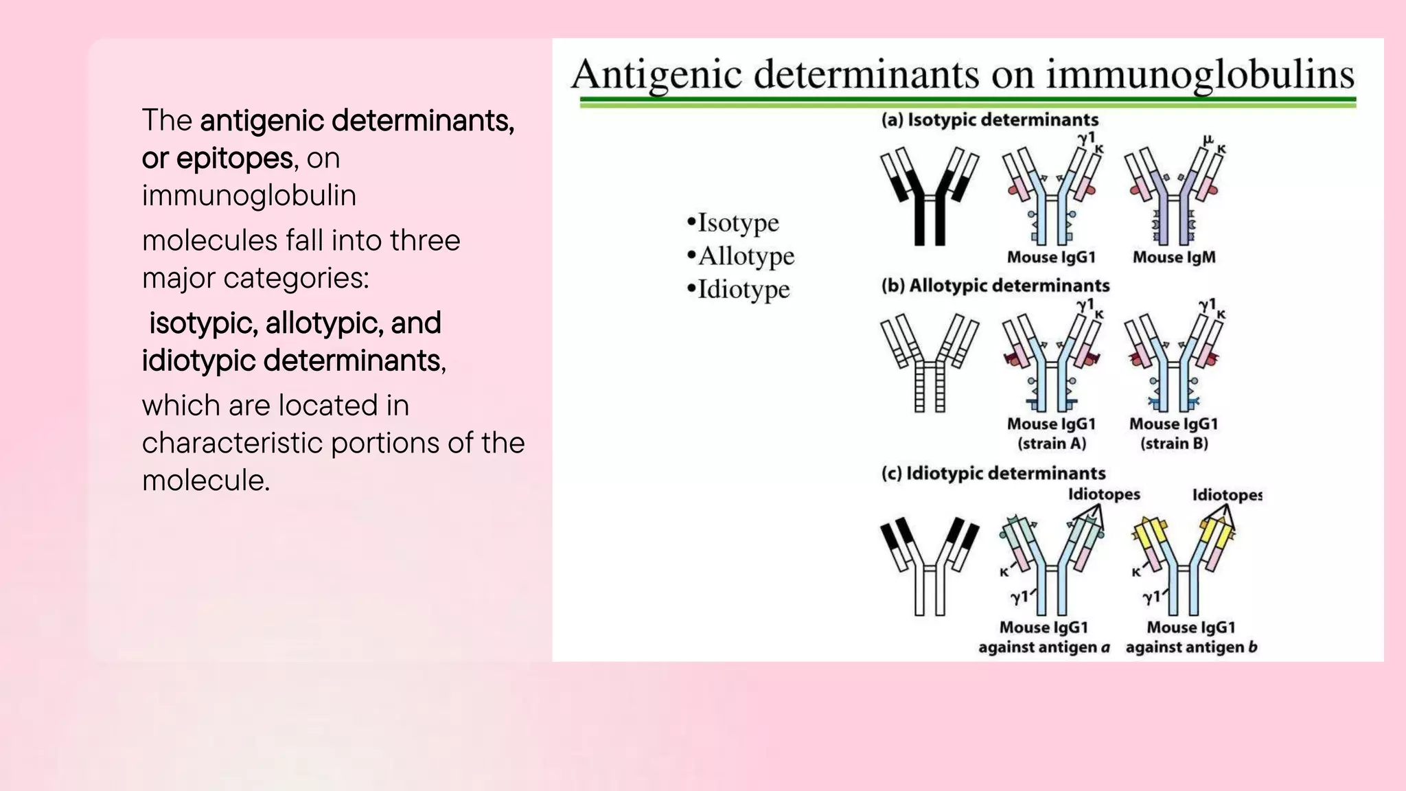 The antigenic determinants,
or epitopes, on
immunoglobulin
molecules fall into three
major categories:
isotypic, allotypic, and
idiotypic determinants,
which are located in
characteristic portions of the
molecule.
 