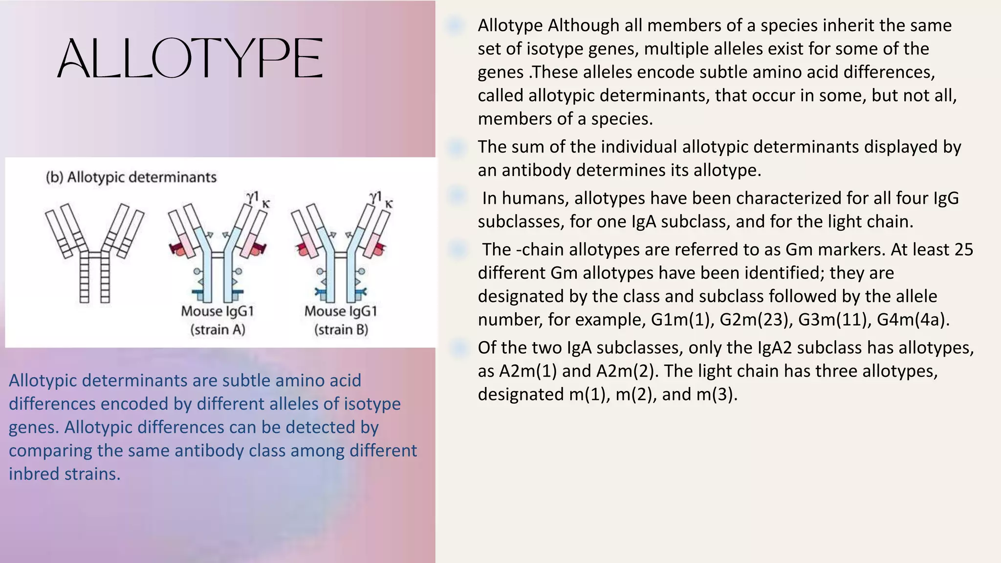 Allotype Although all members of a species inherit the same
set of isotype genes, multiple alleles exist for some of the
genes .These alleles encode subtle amino acid differences,
called allotypic determinants, that occur in some, but not all,
members of a species.
The sum of the individual allotypic determinants displayed by
an antibody determines its allotype.
In humans, allotypes have been characterized for all four IgG
subclasses, for one IgA subclass, and for the light chain.
The -chain allotypes are referred to as Gm markers. At least 25
different Gm allotypes have been identified; they are
designated by the class and subclass followed by the allele
number, for example, G1m(1), G2m(23), G3m(11), G4m(4a).
Of the two IgA subclasses, only the IgA2 subclass has allotypes,
as A2m(1) and A2m(2). The light chain has three allotypes,
designated m(1), m(2), and m(3).
Allotypic determinants are subtle amino acid
differences encoded by different alleles of isotype
genes. Allotypic differences can be detected by
comparing the same antibody class among different
inbred strains.
 