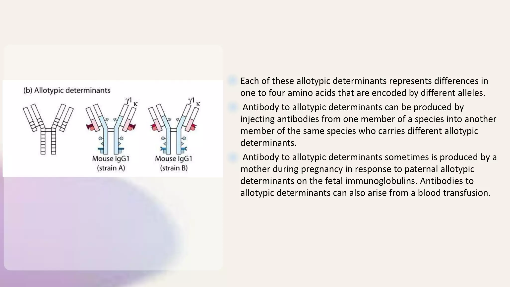 Each of these allotypic determinants represents differences in
one to four amino acids that are encoded by different alleles.
Antibody to allotypic determinants can be produced by
injecting antibodies from one member of a species into another
member of the same species who carries different allotypic
determinants.
Antibody to allotypic determinants sometimes is produced by a
mother during pregnancy in response to paternal allotypic
determinants on the fetal immunoglobulins. Antibodies to
allotypic determinants can also arise from a blood transfusion.
 