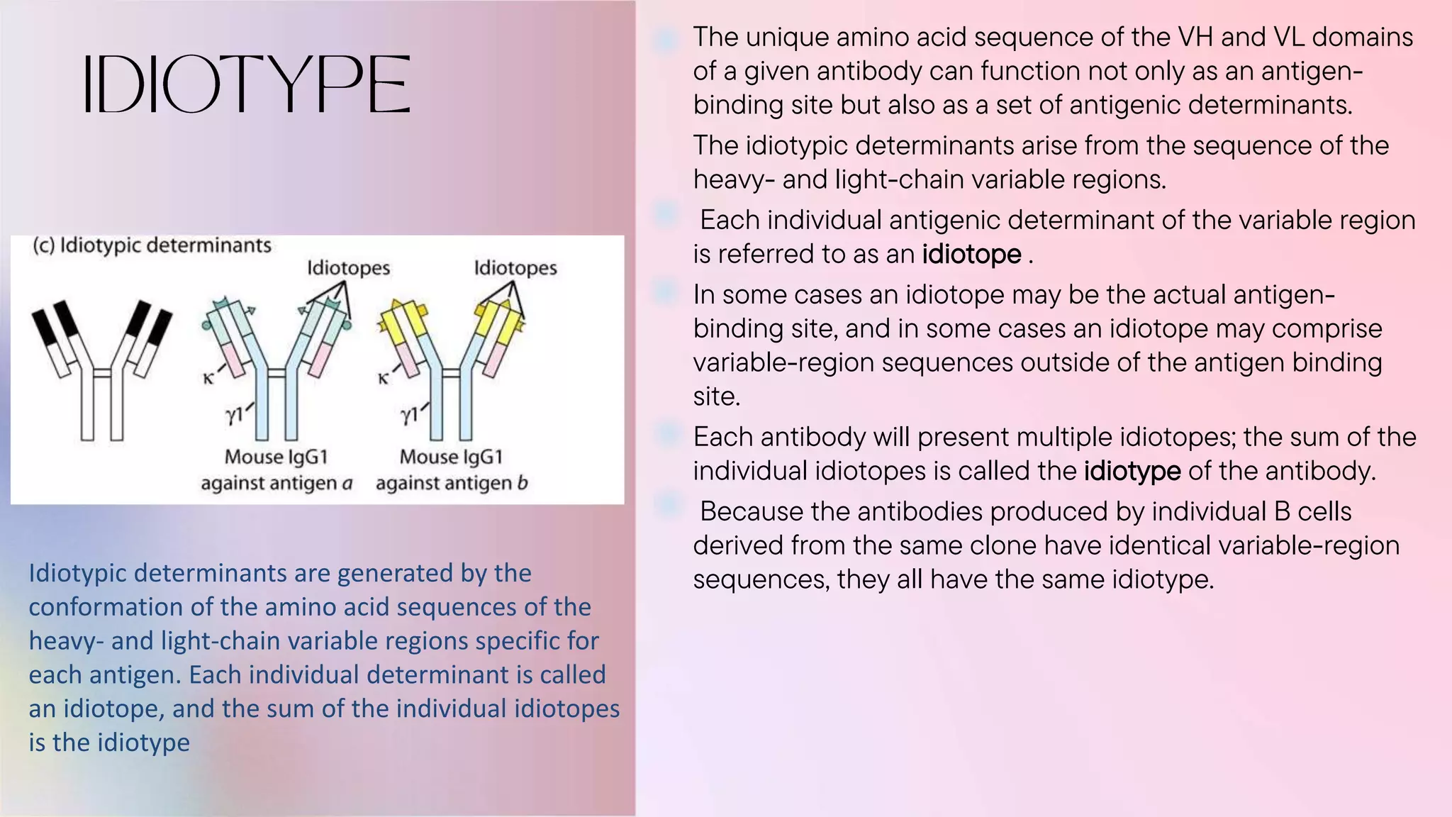 The unique amino acid sequence of the VH and VL domains
of a given antibody can function not only as an antigen-
binding site but also as a set of antigenic determinants.
The idiotypic determinants arise from the sequence of the
heavy- and light-chain variable regions.
Each individual antigenic determinant of the variable region
is referred to as an idiotope .
In some cases an idiotope may be the actual antigen-
binding site, and in some cases an idiotope may comprise
variable-region sequences outside of the antigen binding
site.
Each antibody will present multiple idiotopes; the sum of the
individual idiotopes is called the idiotype of the antibody.
Because the antibodies produced by individual B cells
derived from the same clone have identical variable-region
sequences, they all have the same idiotype.
Idiotypic determinants are generated by the
conformation of the amino acid sequences of the
heavy- and light-chain variable regions specific for
each antigen. Each individual determinant is called
an idiotope, and the sum of the individual idiotopes
is the idiotype
 