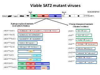 2A 3´UTR polyAIRESS-frag
SspI XmaI
Epitope-replaced mutants
(SAT2/EGY/9/2012)
Charge-dampened mutants
(Alanine residues)
1...