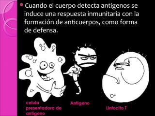 Cuando el cuerpo detecta antígenos se
induce una respuesta inmunitaria con la
formación de anticuerpos, como forma
de defensa.