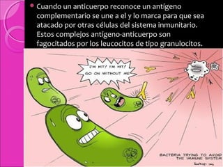 Cuando un anticuerpo reconoce un antígeno
complementario se une a el y lo marca para que sea
atacado por otras células del sistema inmunitario.
Estos complejos antígeno-anticuerpo son
fagocitados por los leucocitos de tipo granulocitos.