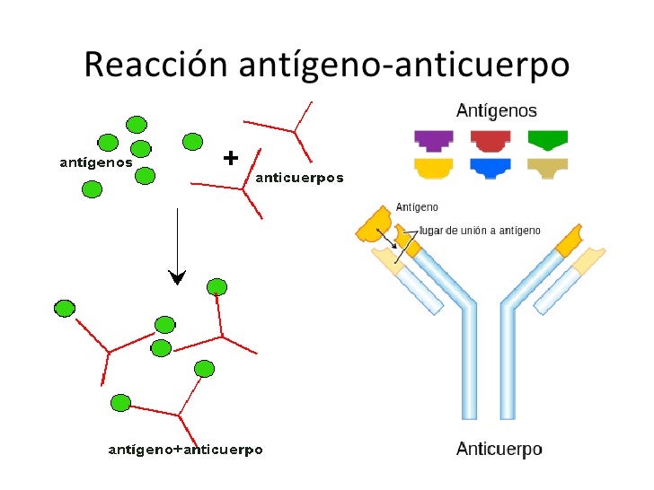 Resultado de imagen para antigeno y anticuerpo