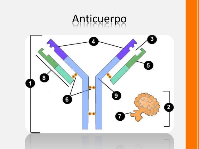 Antigeno-anticuerpo