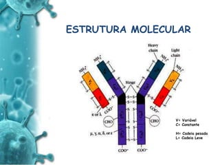ANTIGENO
e
ANTICORPO
ESTRUTURA MOLECULAR
V= Variável
C= Constante
H= Cadeia pesada
L= Cadeia Leve
 