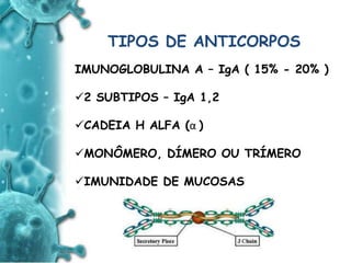 ANTIGENO
e
ANTICORPO
TIPOS DE ANTICORPOS
IMUNOGLOBULINA A – IgA ( 15% - 20% )
2 SUBTIPOS – IgA 1,2
CADEIA H ALFA (α )
MONÔMERO, DÍMERO OU TRÍMERO
IMUNIDADE DE MUCOSAS
 