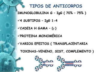 ANTIGENO
e
ANTICORPO
TIPOS DE ANTICORPOS
IMUNOGLOBULINA G – IgG ( 70% – 75% )
4 SUBTIPOS – IgG 1-4
CADEIA H GAMA – (γ )
PROTEINA MONOMÉRICA
VARIOS EFEITOS ( TRANSPLACENTARIA
TOXINAS-VENENO, SIST, COMPLEMENTO )
 