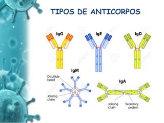 ANTIGENO
e
ANTICORPO
TIPOS DE ANTICORPOS
 