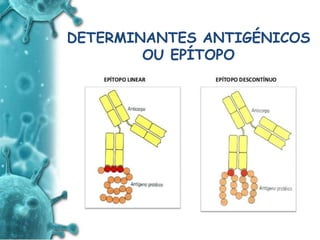 ANTIGENO
e
ANTICORPO
DETERMINANTES ANTIGÉNICOS
OU EPÍTOPO
 