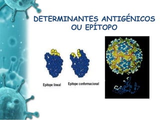 ANTIGENO
e
ANTICORPO
DETERMINANTES ANTIGÉNICOS
OU EPÍTOPO
 