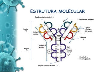 ANTIGENO
e
ANTICORPO
ESTRUTURA MOLECULAR
Ligação
Disulfeto
(cisteinas)
Domínio
Ig
Região
Fab
Região
Fc
Região aminoterminal (N )
Região carboxi terminal ( C )
Cadeia leve
Cadeia pesada
Ligação com antígeno
 