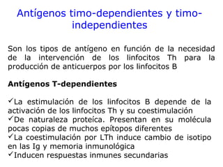 Antígenos timo-dependientes y timo-
independientes
Son los tipos de antígeno en función de la necesidad
de la intervención de los linfocitos Th para la
producción de anticuerpos por los linfocitos B
Antígenos T-dependientes
La estimulación de los linfocitos B depende de la
activación de los linfocitos Th y su coestimulación
De naturaleza proteíca. Presentan en su molécula
pocas copias de muchos epítopos diferentes
La coestimulación por LTh induce cambio de isotipo
en las Ig y memoria inmunológica
Inducen respuestas inmunes secundarias
 
