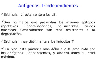 Antígenos T-independientes
Estimulan directamente a los LB.
Son polímeros que presentan los mismos epítopos
repetitivos: lipopolisacáridos, polisacáridos, ácidos
nucleícos. Generalmente son más resistentes a la
degradación.
Estimulan muy débilmente a los linfocitos T
 La respuesta primaria más débil que la producida por
los antígenos T-dependientes, y alcanza antes su nivel
máximo.
 