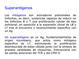 Superantígenos
Los mitógenos son activadores policlonales de
linfocitos, es decir, sustancias capaces de inducir en
los linfocitos B y T una proliferación celular de tipo
policlonal, en oposición a la expansión clonal de LB y
LT tras el encuentro y reconocimiento específico con
un Ag.
Un superantígeno es un Ag, fundamentalmente de
origen microbiano, que actúa como mitógeno
específico de LT, estimulando la proliferación
desmesurada de estas células junto con la síntesis de
grandes cantidades de citoquinas. Interacciona con
las partes exteriores del TCR y del CMH II
 
