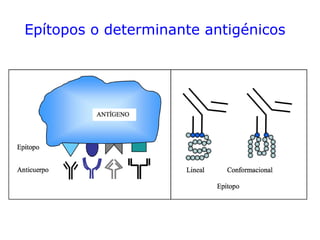 Epítopos o determinante antigénicos
 
