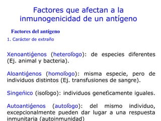 Factores que afectan a la
inmunogenicidad de un antígeno
1. Carácter de extraño
Xenoantígenos (heterólogo): de especies diferentes
(Ej. animal y bacteria).
Aloantígenos (homólogo): misma especie, pero de
individuos distintos (Ej. transfusiones de sangre).
Singénico (isólogo): individuos genéticamente iguales.
Autoantígenos (autólogo): del mismo individuo,
excepcionalmente pueden dar lugar a una respuesta
inmunitaria (autoinmunidad)
Factores del antígeno
 