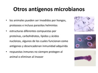 Otros antígenos microbianos
• los animales pueden ser invadidos por hongos,
protozoos e incluso parasitos helmintos
• estructuras diferentes compuestas por
proteínas, carbohidratos, lípidos y ácidos
nucleicos, algunos de los cuales funcionan como
antigenos y desencadenan inmunidad adquirida
• respuestas inmunes no siempre protegen al
animal o eliminan al invasor
 
