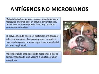 ANTÍGENOS NO MICROBIANOS
Material extraño que penetra en el organismo como
moléculas extrañas que, en algunas circunstancias,
desencadenan una respuesta inmune y producen
una reacción alérgica.
el polvo inhalado contiene partículas antigenicas,
tales como esporas fungicas o granos de polen,
que pueden penetrar en el organismo a través del
sistema respiratorio
mordeduras de serpiente o de mosquito, o por la
administración de una vacuna o una transfusión
sanguinea
 