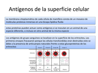 Antígenos de la superficie celular
La membrana citoplasmática de cada célula de mamífero consta de un mosaico de
moléculas proteicas inmersas en una bicapa lipídica fluida
estas proteínas pueden actuar como antígenos si se inoculan en un animal de una
especie diferente, o incluso en otro animal de la misma especie
Los antígenos de grupo sanguíneo se localizan en la superficie de los eritrocitos, Los
primeros ensayos fracasaron porque las células transfundidas eran destruidas esto se
debe a la presencia de anticuerpos naturales frente a estas glucoproteinas de los
eritrocitos
 